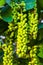Sea grape plant tree with leaves grapes and seeds Mexico