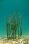 Sea grass