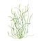 Sea grass. Aquarium plant. Algae, seaweed. Underwater kelp. Green herb. Long leaves. Watercolor illustration isolated on