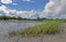 Sea grass incoming tide cloudy blue sky