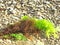 Sea green algae washed up by the storm on wet pebbles. Coastline, shallow water. Sea surf. Selective focus