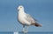 Sea Gull