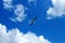 Sea gull against a blue sky with white clouds