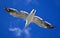 Sea gull against a bright blue sky