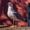 Sea gull on the background of the red wall. A large white bird with a yellow beak.