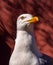 Sea gull on the background of the red wall. A large white bird with a yellow beak. Seagull stands on a stone.