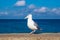 Sea gull on the Baltic Sea coast in Warnemuende, Germany