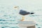 Sea gull at the beach in seacoast