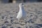 Sea gull bird on a beach