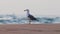 Sea gull bird on the beach looking toward ocean waves