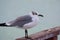 Sea gull bird on the beach of tulum quintana roo, mexico I