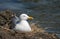 Sea-gull bird in the nest