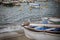 Sea gull bird perching on local wood boat in capri island south