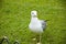 Sea Gull Bird sitting on the Grass. white bird seagull. gull walk in italy park. beautiful and funny seagull on green grass