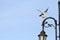 Sea gull bird under blue sky on street lamp