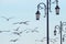 Sea gull birds under blue sky with street lamp