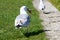 Sea gull is carrying a catched fish from a lake