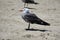 Sea Gull Catches some Sun