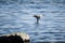 Sea gull catching fish in ocean