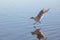 Sea gull close to the water surface