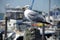 Sea gull close-up with marina boats