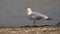 Sea gull - closeup of one bird stands on wild beach near sea