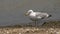 Sea gull - closeup of one bird stands on wild beach near sea