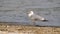 Sea gull - closeup of one bird stands on wild beach near sea