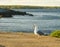 Sea Gull at the Cove