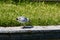 Sea gull eats a catched fish from a lake