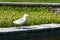 Sea gull eats a catched fish from a lake