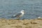 Sea gull at the edge of the Baltic Sea