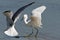 Sea Gull and Egret Fight Over Fish Dinner