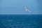 A sea gull enjoying the coastal wind above the sea in front of the blue sky