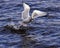 Sea gull fishing