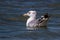Sea Gull fishing in the water. Larus argentatus in the water