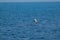 A sea gull flies over the Black sea