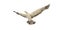 Sea gull in flight on a white background. Watercolor illustration of an albatross in the sky. A flying bird, big and