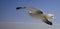 Sea gull flying in a blue sky with white clouds, l