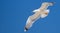 Sea gull flying with open wings, clear blue sky background