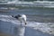 Sea gull found a treat on the seashore. Larus marinus