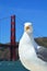 Sea gull in front the Golden Gate bridge