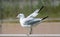 Sea Gull getting ready to take flight