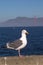 Sea Gull at Golden Gate Bridge