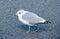 Sea gull on grey textured background close-up