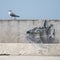 Sea gull on the harbour wall is being watched by a `cat` painted on the wall