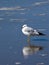 Sea gull at Holden Beach