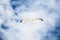 sea gull hovers in blue sky with white clouds