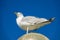 Sea gull on a lantern on the Baltic Sea coast