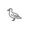 Sea gull line icon
